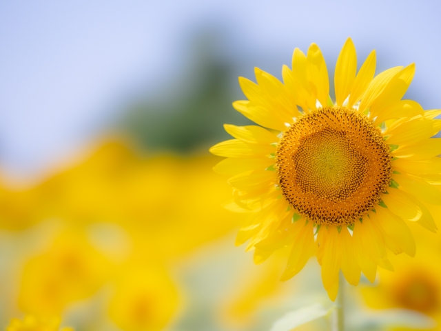 思い出がよみがえるヒマワリの花